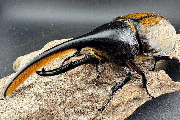 《 ヘラクレス・モリシマイ 煌血統アウトライン 123mm ペア》inohiro109氏ブリード個体