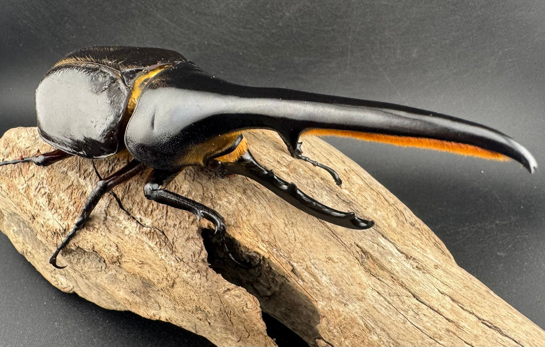 即ブリ《ヘラクレス・ヘラクレス 138mm ペア》