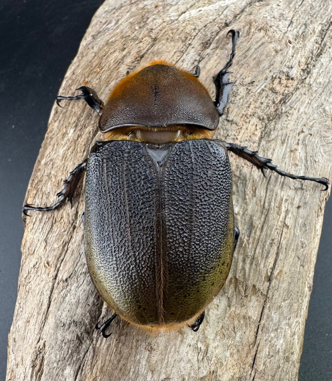 即ブリ《ヘラクレス・ヘラクレス 優良血統 139mm ペア》