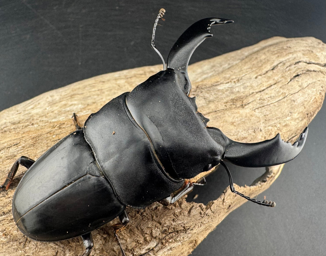 【WD】《スマトラオオヒラタ ベンクール産 84mm ペア》