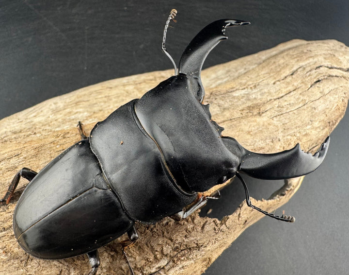 【WD】《スマトラオオヒラタ ベンクール産 84mm ペア》