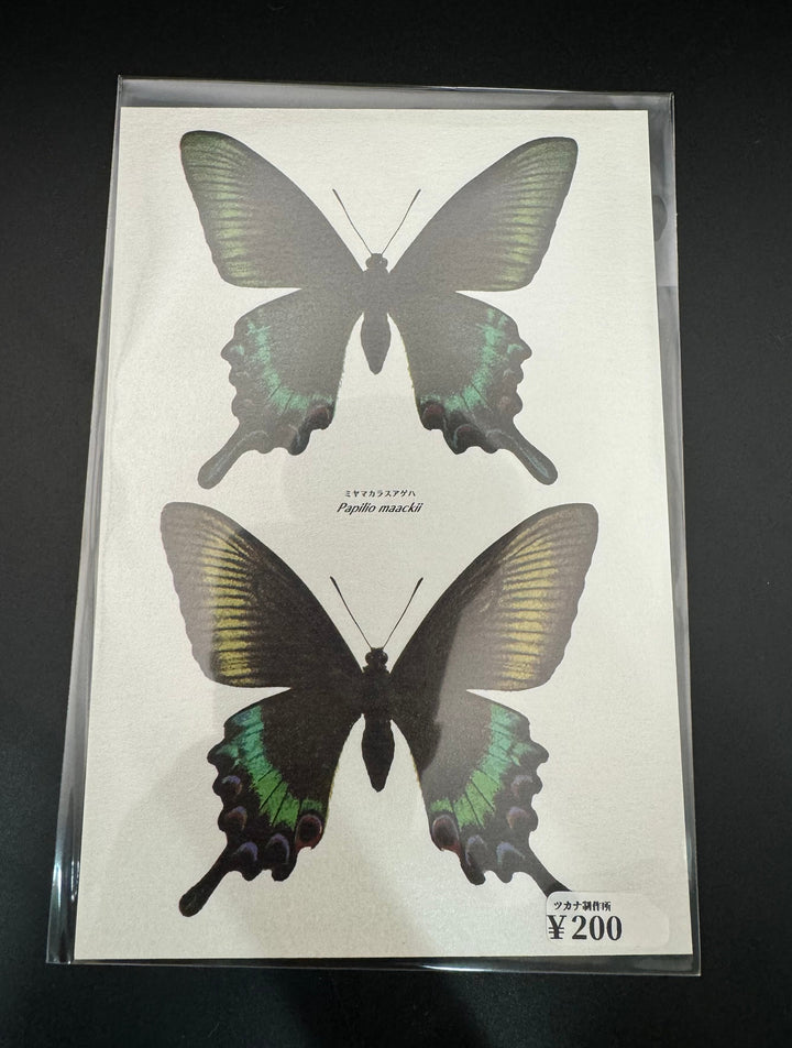 ポストカード 1枚入り（ミヤマカラスアゲハ）