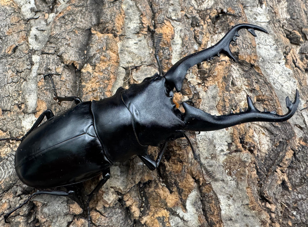 【WF1】《ギラファノコギリ原名亜種 タイ産 95mm ペア》②