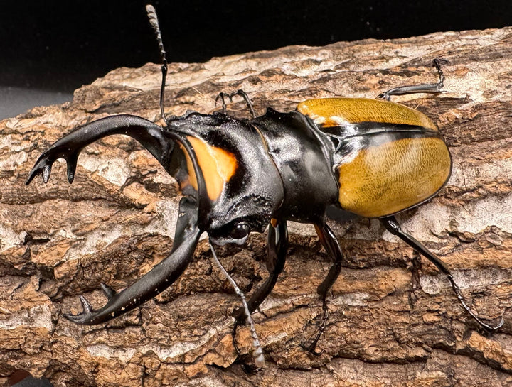 【WD】《ラコダールツヤクワガタ アチェ産 76mm ペア》