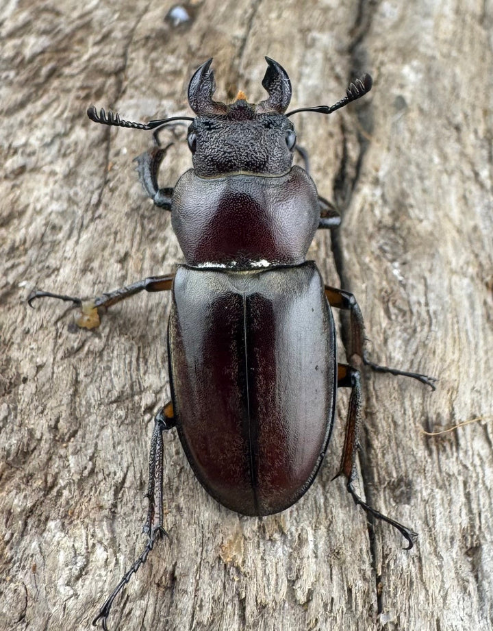 【WD】《ウーイーミヤマクワガタ 33.5mm♂♀♀トリオ》