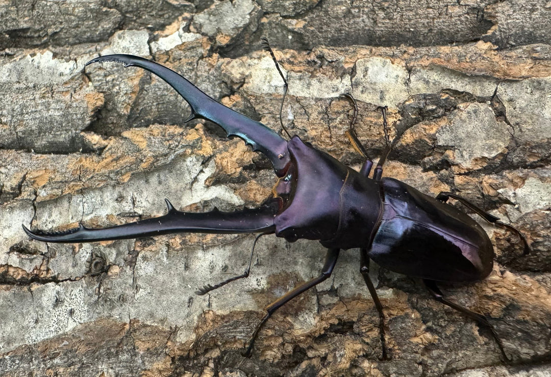 【美麗】《メタリフェルホソアカ 75mm ペア》わたくわ氏ブリード個体