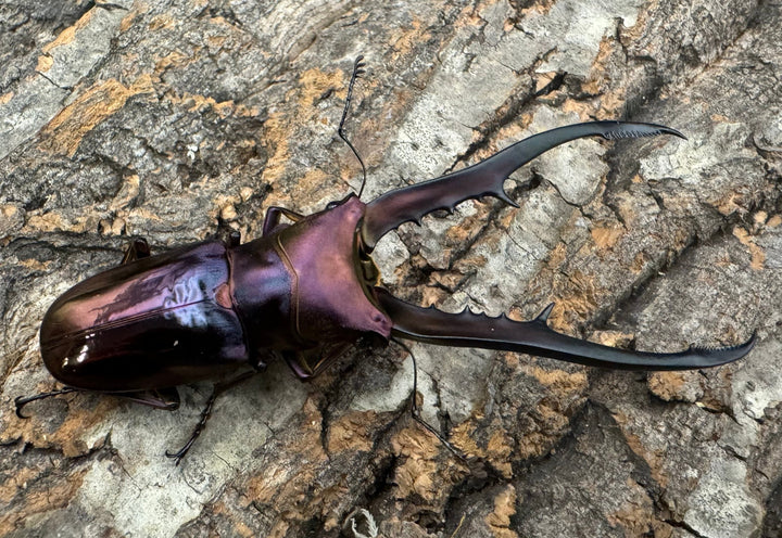 【美麗】《メタリフェルホソアカ 82mm ペア》セルヴォラン氏ブリード個体