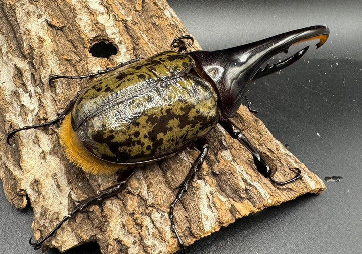 《ヘラクレス・ヘラクレス 125mm ペア》