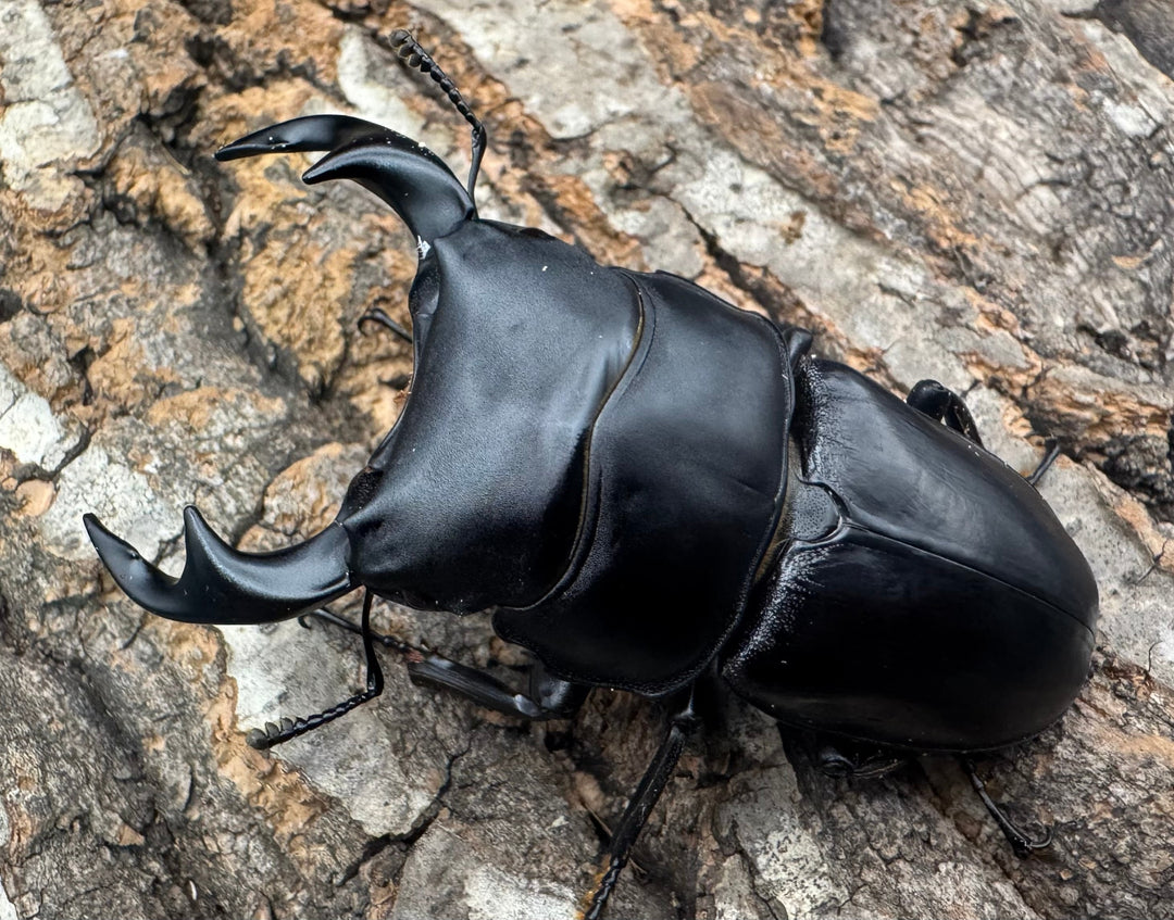 《タイワンオオクワガタ 72mm ペア》