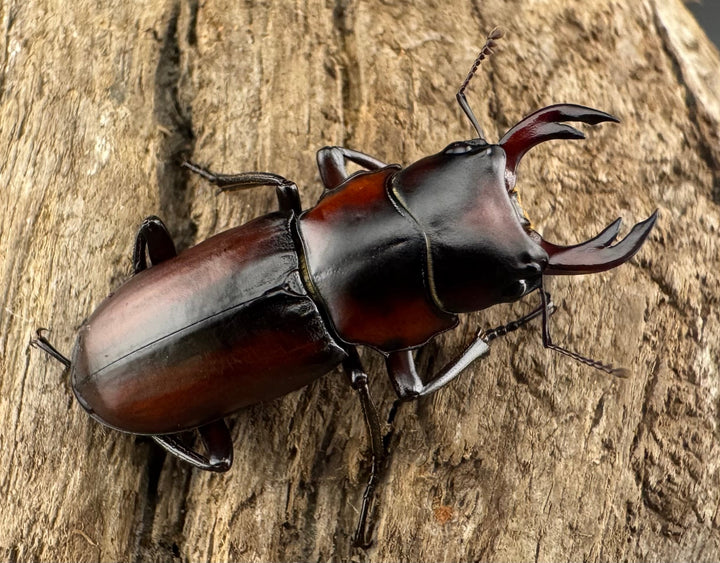 【WD】《アカヘリセスジ 28mm ペア》