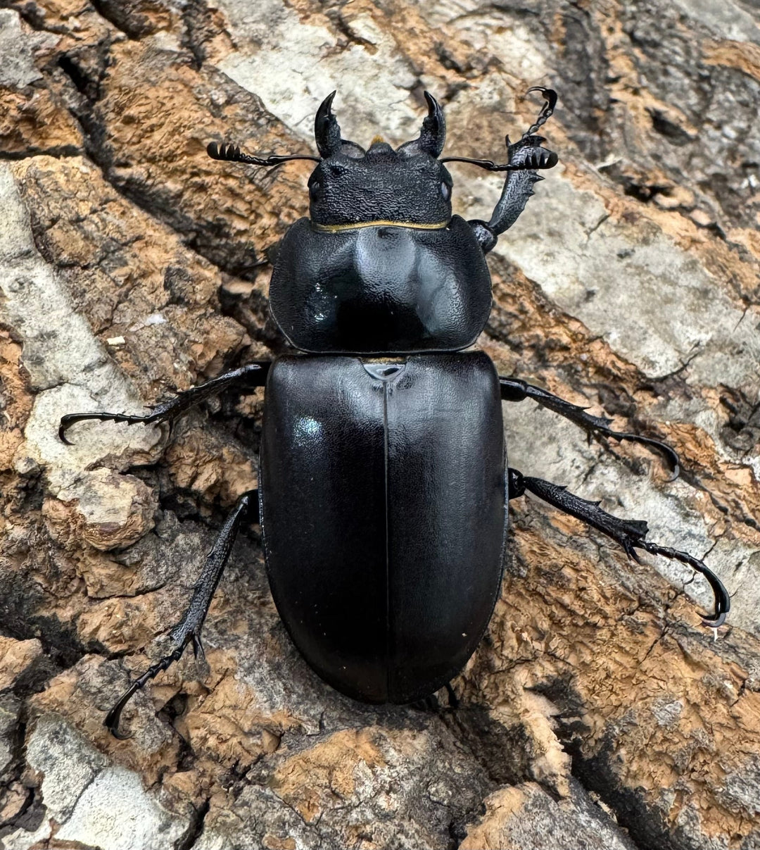 《ヨーロッパミヤマ（ケルブスミヤマ） 73mm ペア》