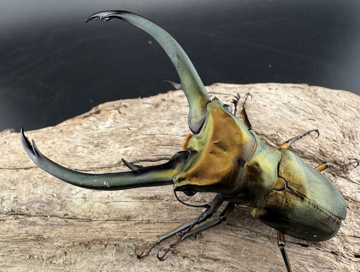 【美麗】《エラフスホソアカ 84mm ペア》セルヴォラン氏ブリード個体