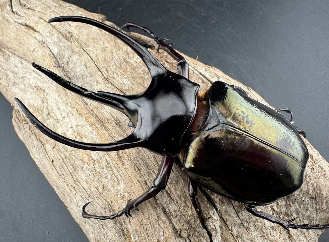 【WD】《ジャワコーカサスオオカブト 104mm ペア》