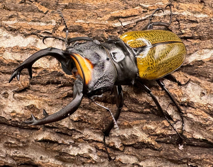 【WD】《スペクタビリスツヤクワガタ 72mm ペア》