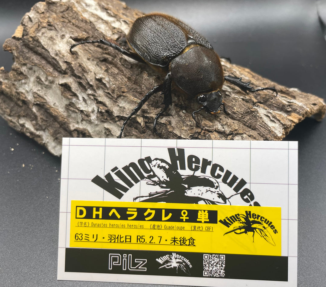 即ブリ《ヘラクレス・ヘラクレス 146mm ペア》