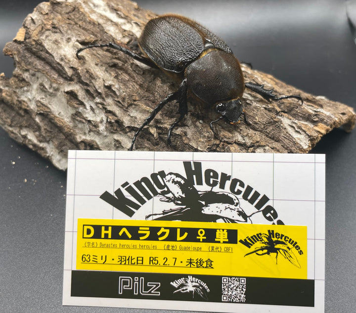 即ブリ《ヘラクレス・ヘラクレス 146mm ペア》