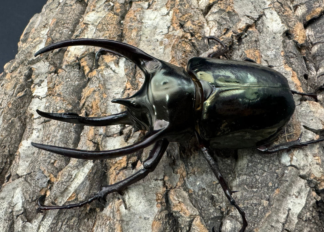 【WD】《ミンダナオアトラスオオカブト 90mm ペア》