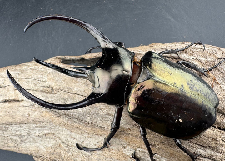 【WD】《ミンダナオアトラスオオカブト マラグサン産 99mm ペア》