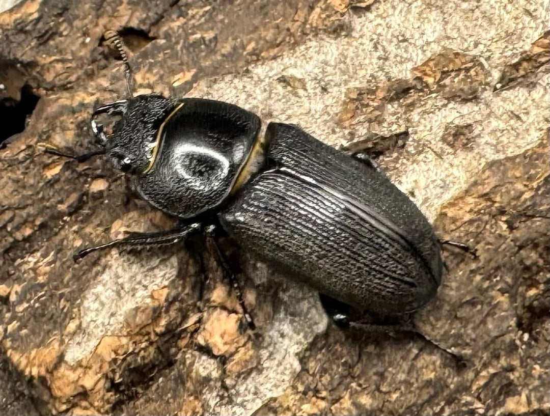 【WD】《ドルクス メンシウス 35mm ペア》