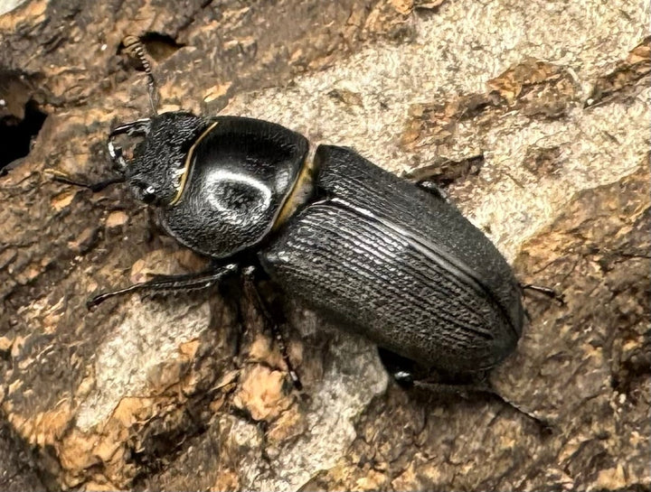 【WD】《ドルクス メンシウス 35mm ペア》