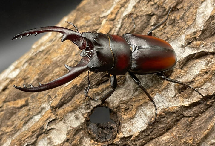 《レニノコギリ 紋あり 56mm ペア》