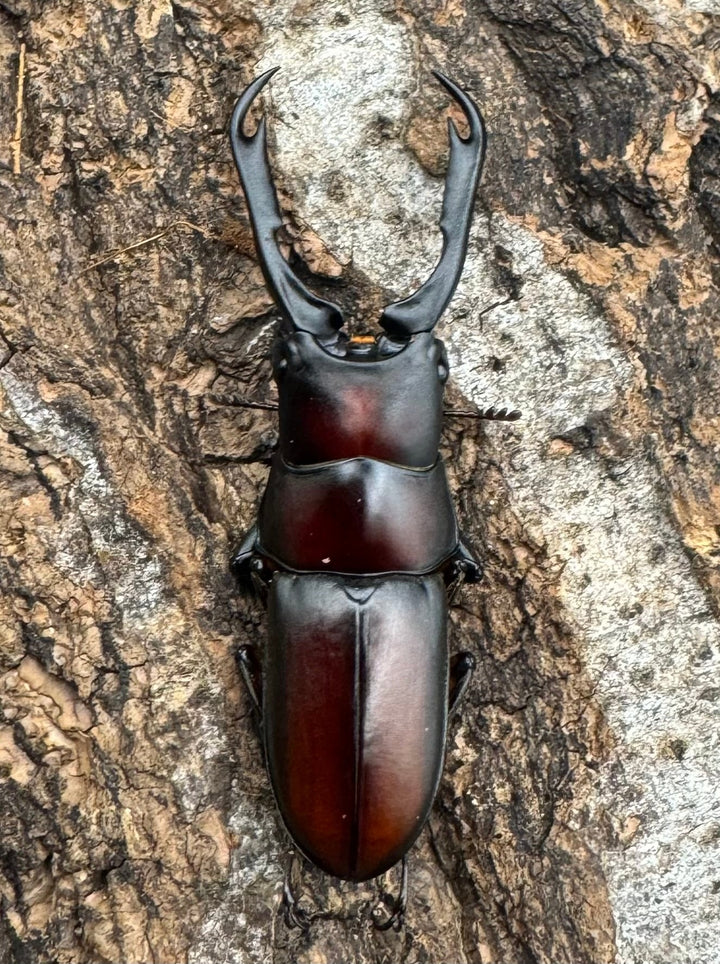 【WD】《カプレコルヌスウスバ 40mm ペア》