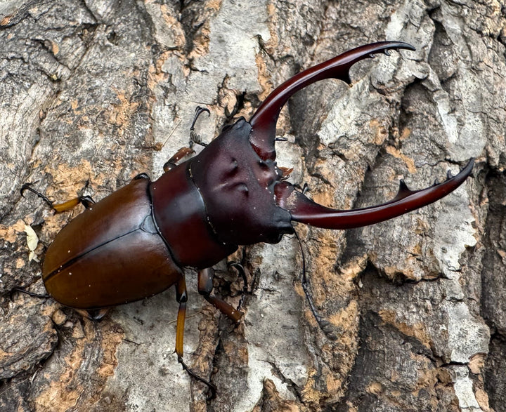 【WD】《アスタコイデスノコギリ ベンクール産 65mm ペア》