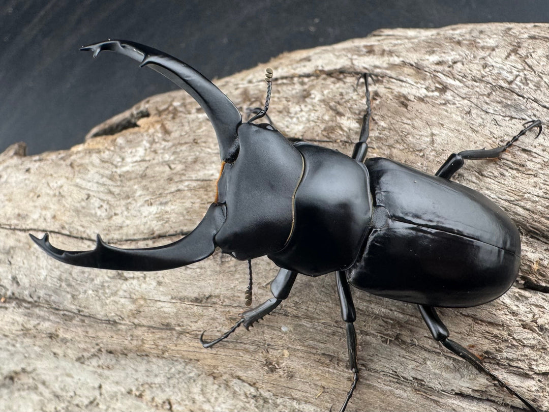 【WD】《ブラナウンコクワ 碧羅雪山産 63mm ペア》