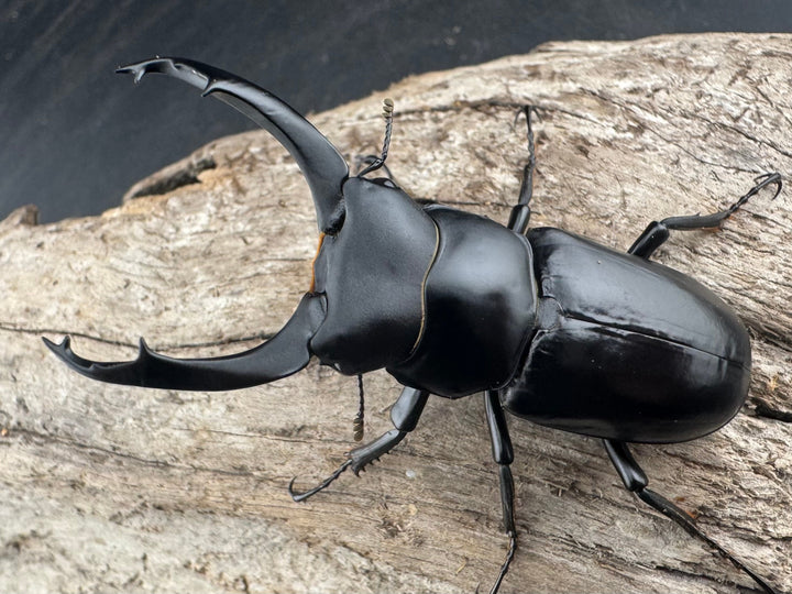 【WD】《ブラナウンコクワ 碧羅雪山産 63mm ペア》