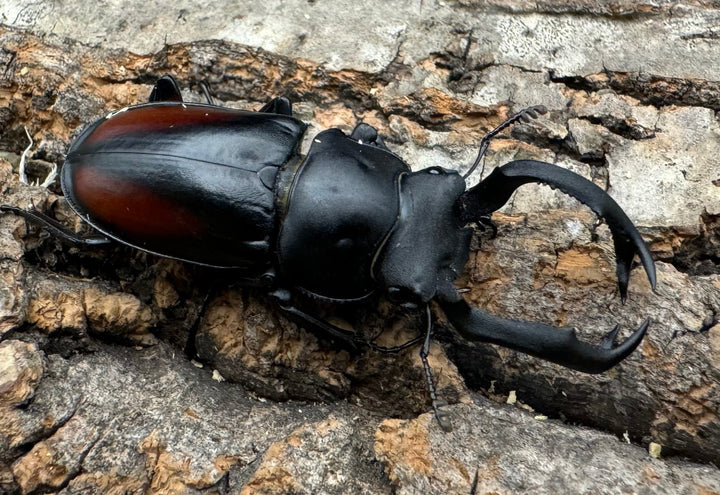 【WF4】《海南シカクワガタ 47mm ペア》Moro氏ブリード個体