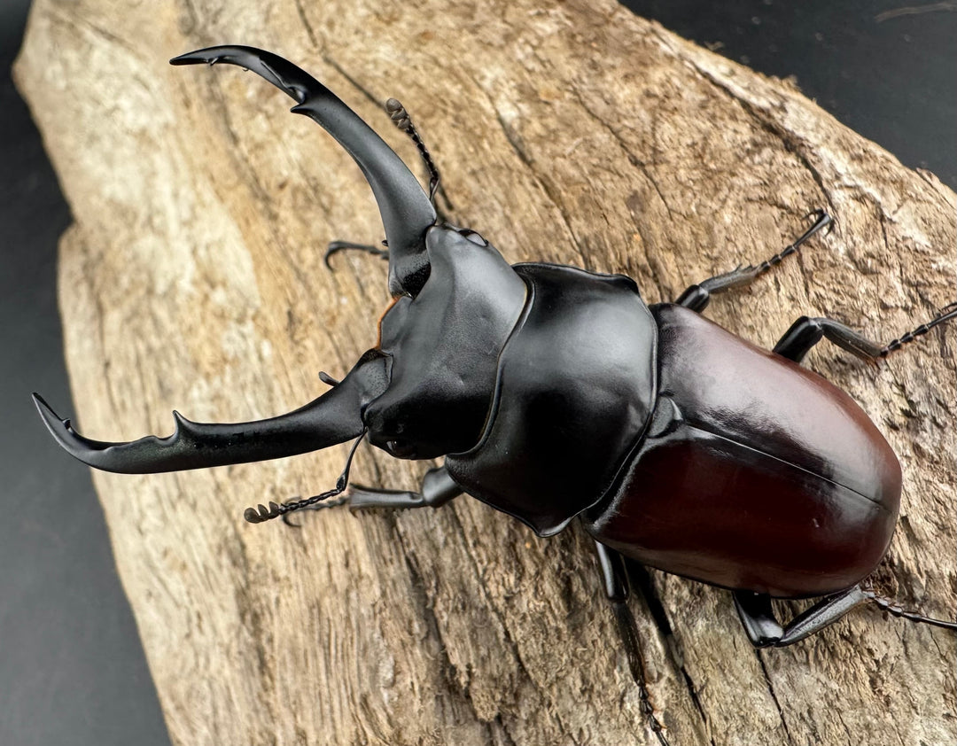 【WD】《ドンキエルコクワ原名亜種 チベット産 64mm ペア》