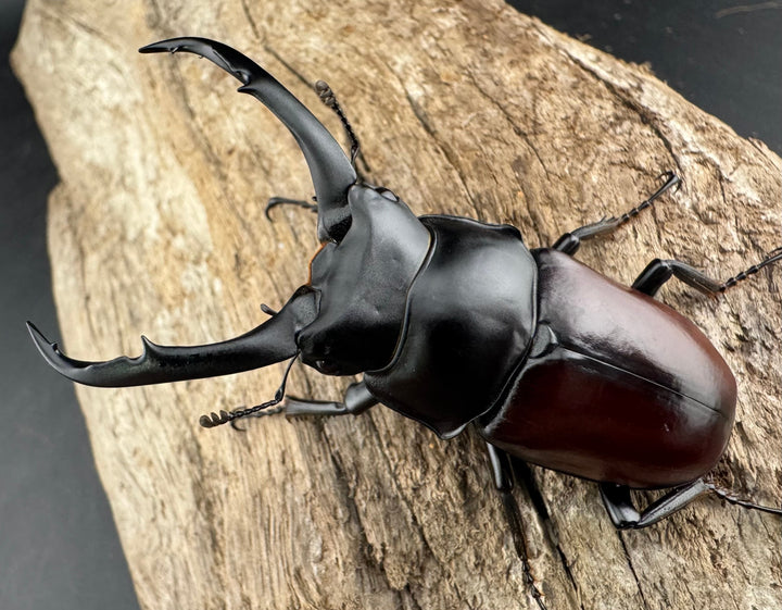 【WD】《ドンキエルコクワ原名亜種 チベット産 64mm ペア》