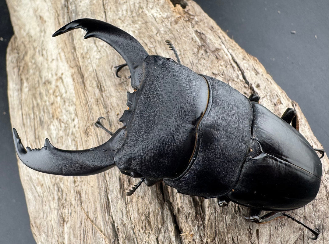 【WF2】《テイオウヒラタクワガタ 82.5mm ペア》