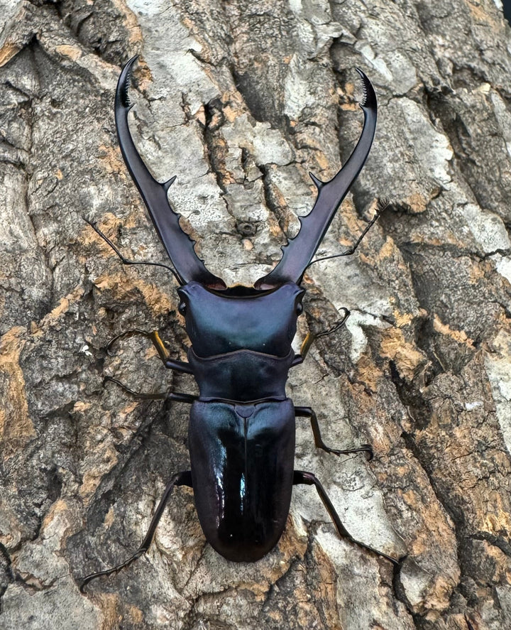 【美麗】即ブリ《メタリフェルホソアカ 77mm ペア》わたくわ氏ブリード個体