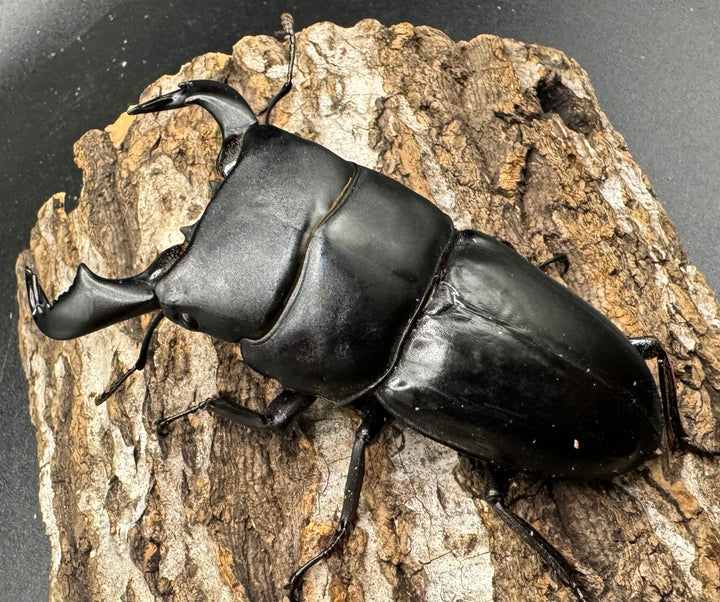 【WD】《東ジャワ産 ダイオウヒラタ 76mm ペア》