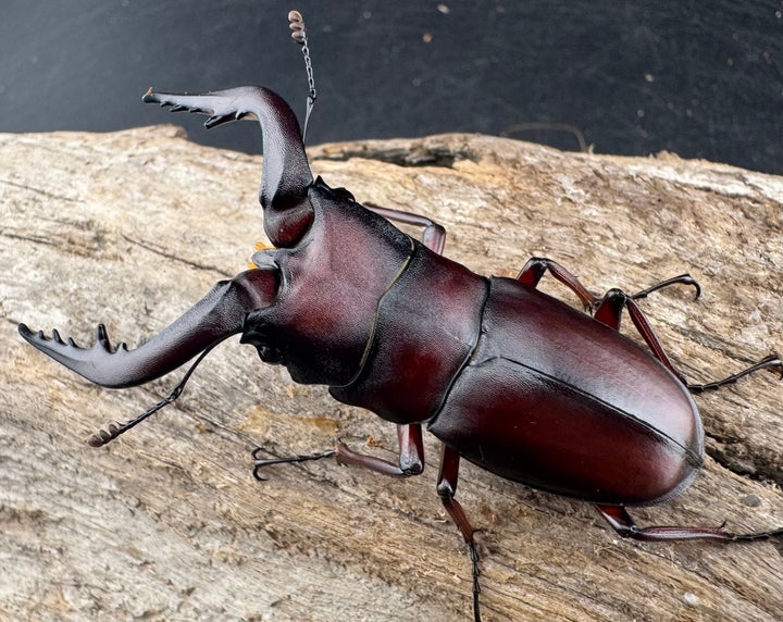 【WD】大歯《ノコギリクワガタ 八王子産 Free ペア》