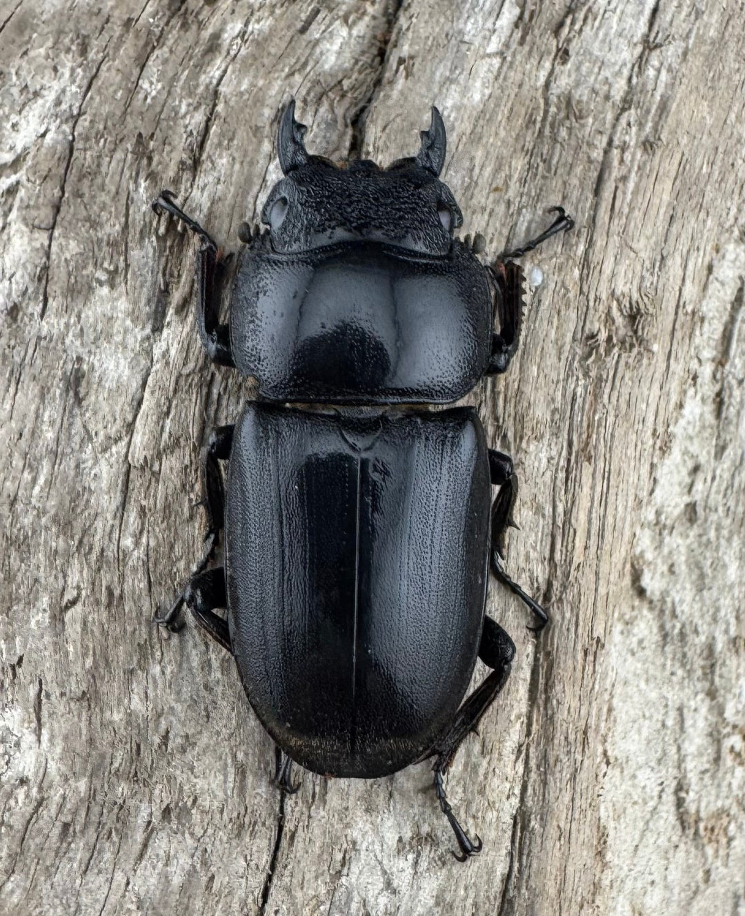 【WD】《西ペレンヒラタ（スラウェシオオヒラタ） 95mm ペア》