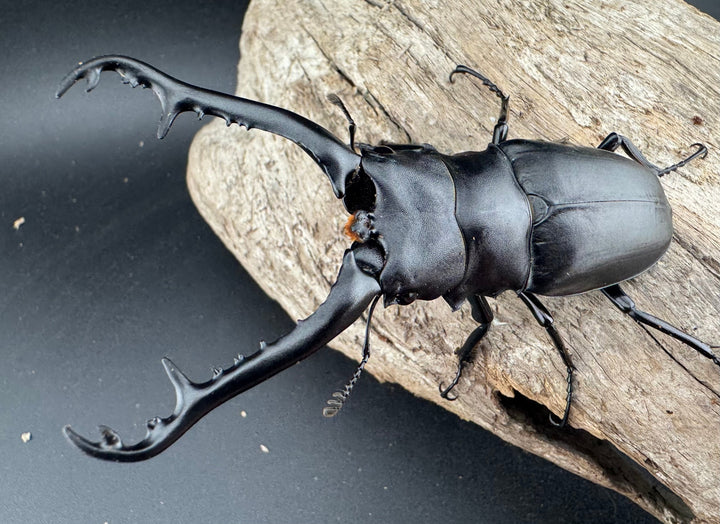 【WF2】《ギラファノコギリ亜種ケイスケ 93mm ペア》