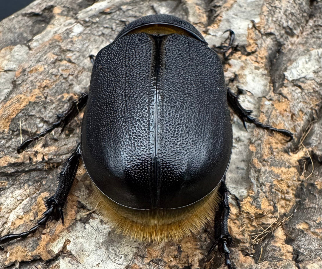 即ブリ《サタンオオカブト 87mm ペア》