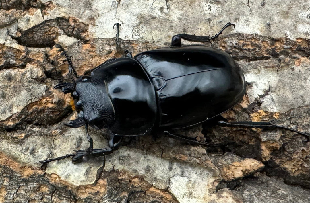 【WD】《コンフキウスノコギリ 広東省産 42mm ♀単》