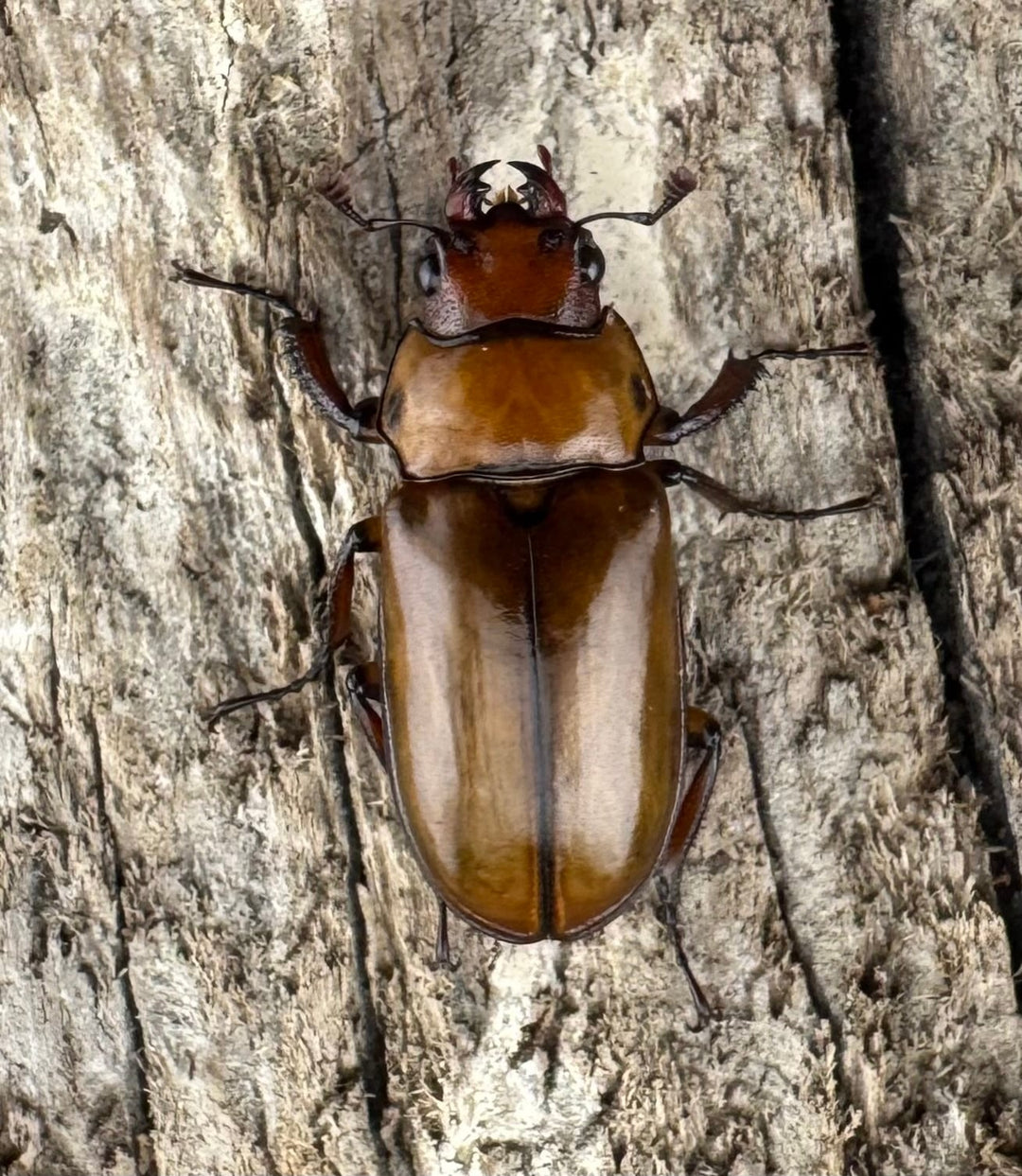 【WD】《カスタネウスオニクワガタ 23mm ♂♀♀トリオ》