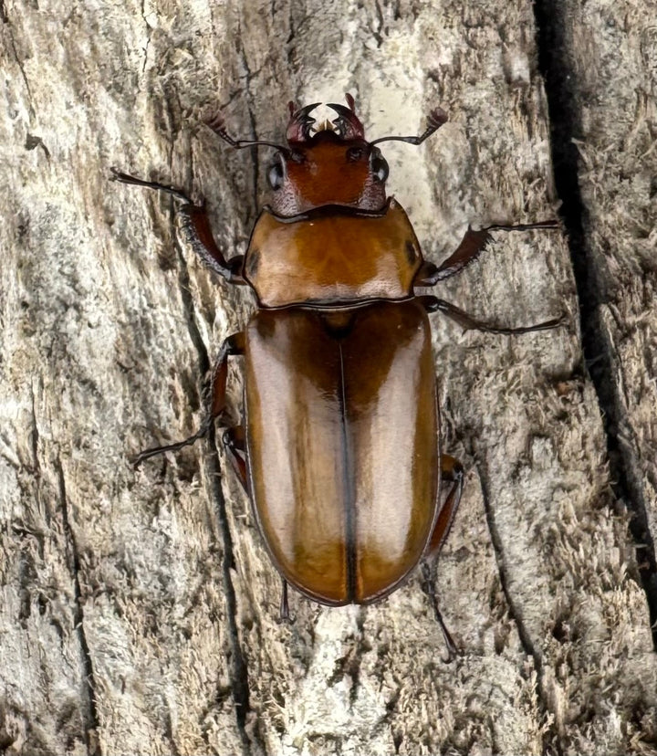 【WD】《カスタネウスオニクワガタ 23mm ♂♀♀トリオ》