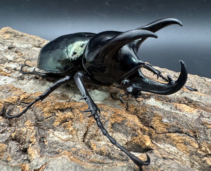 【WD】《マレーコーカサスオオカブト 88.5mm ペア》