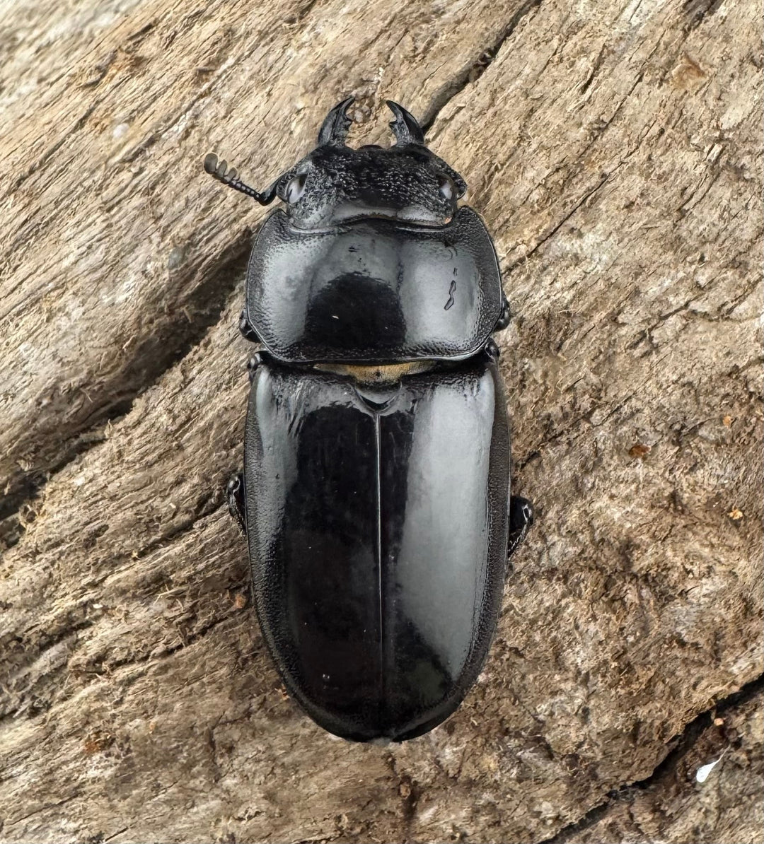 【WD】大型短歯《ルマウィノコギリ  60.5mm ペア》