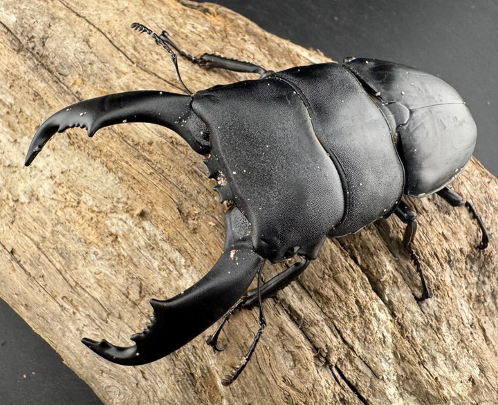 【WD】《西ペレンヒラタ（スラウェシオオヒラタ） 94mm ペア》