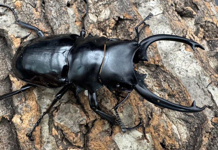 【WD】《ダールマンツヤクワガタ亜種celebensis 82mm ペア》