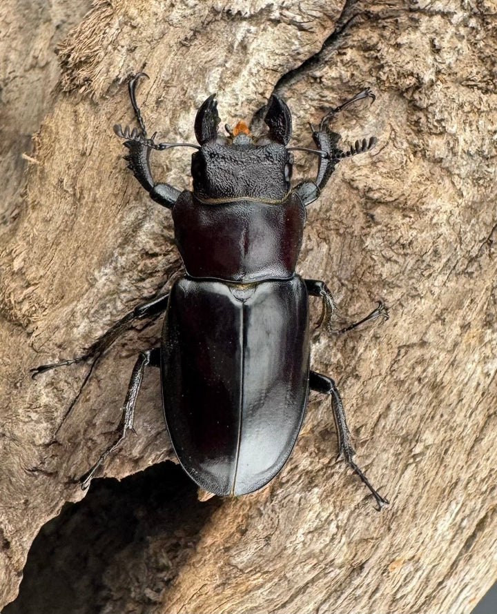 【WD】大型《シセンミヤマクワガタ 重慶市 51mm ペア》