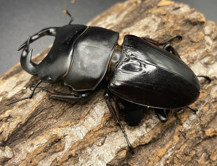 《インドグランディス亜種moriyai Garda95.0血統 79mm ペア》