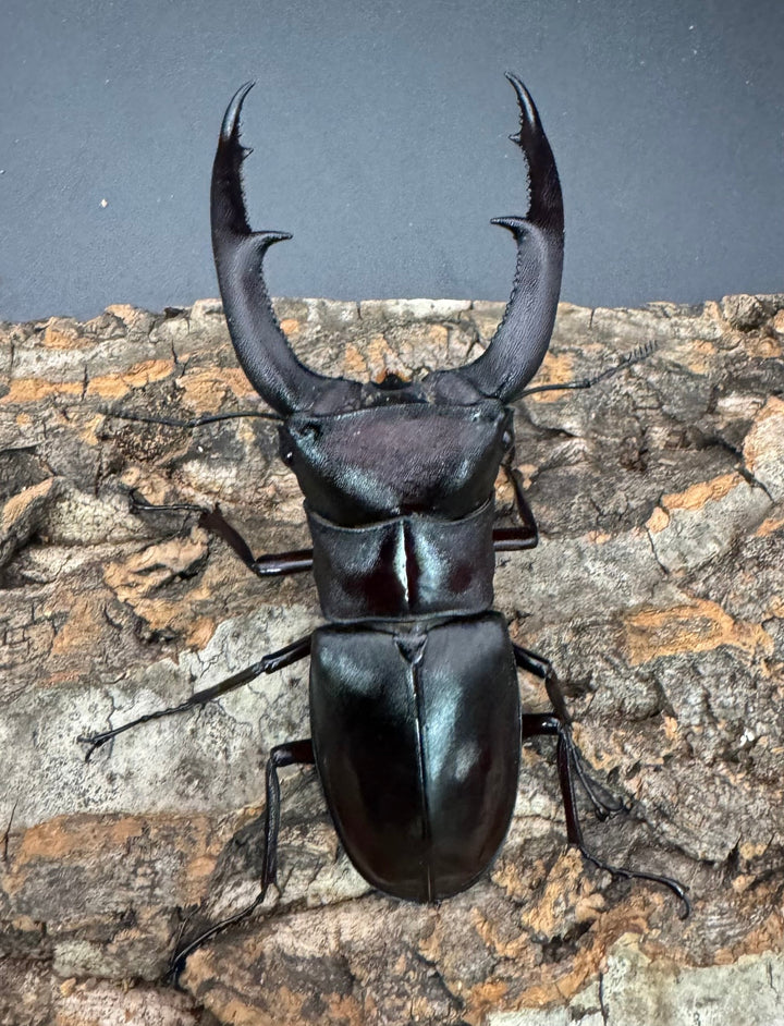 【WD】《マンディブラリスフタマタ 93mm ペア》