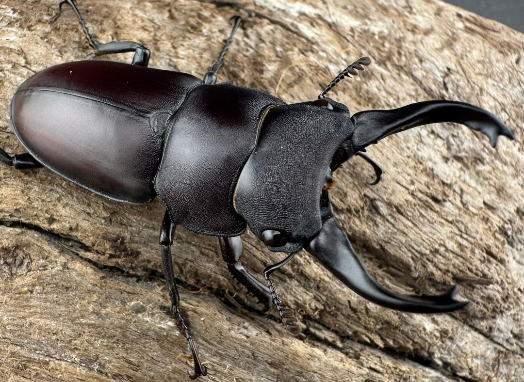 【WD】《スペンスシカノコギリ亜種mandibularis 44mm ペア》